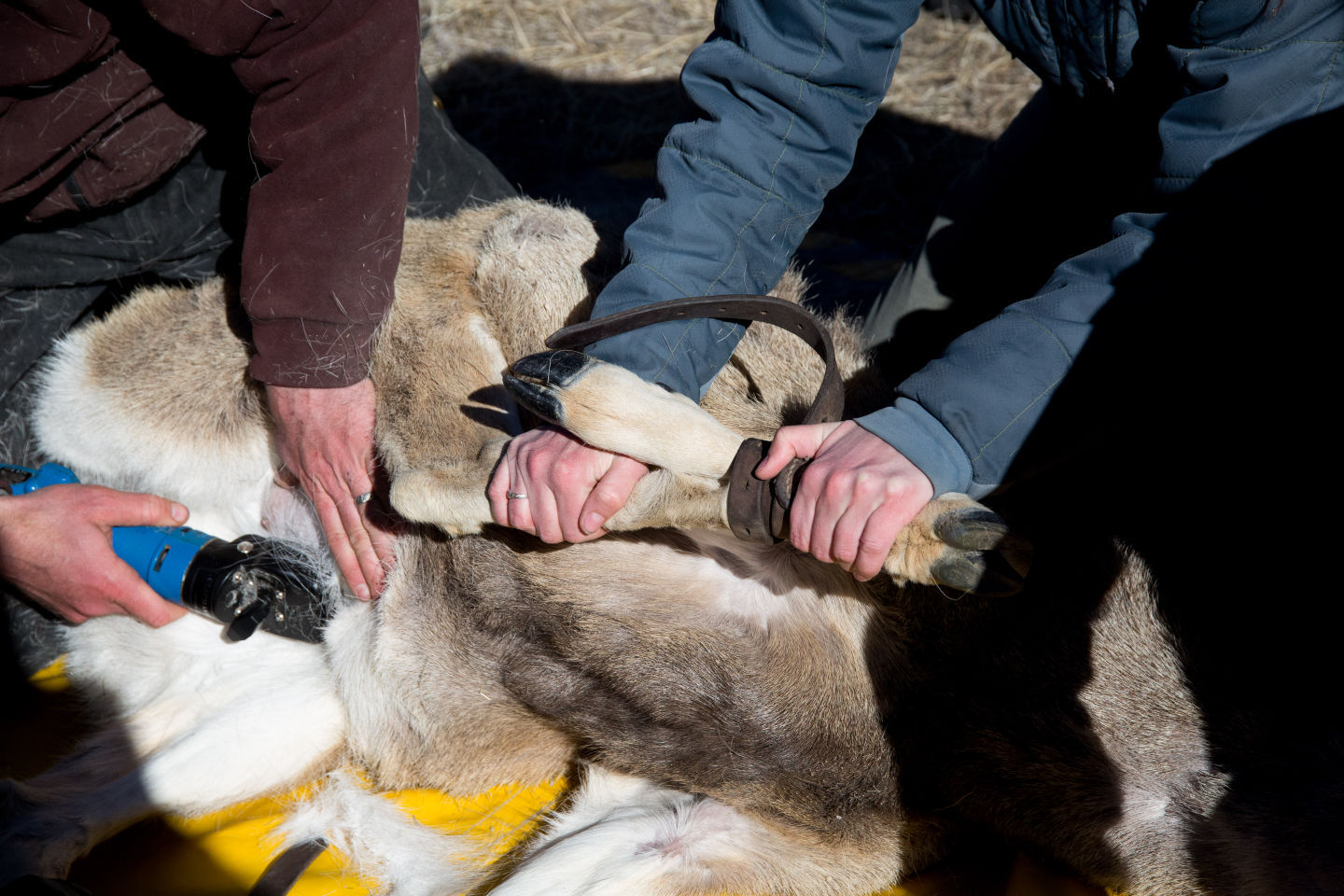 Deer Collaring Study
